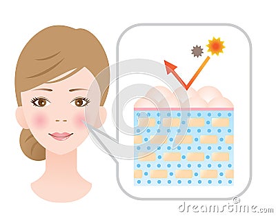 Young skin contain ceramides diagram illustration. womanâ€™s beauty and skin care concept Vector Illustration